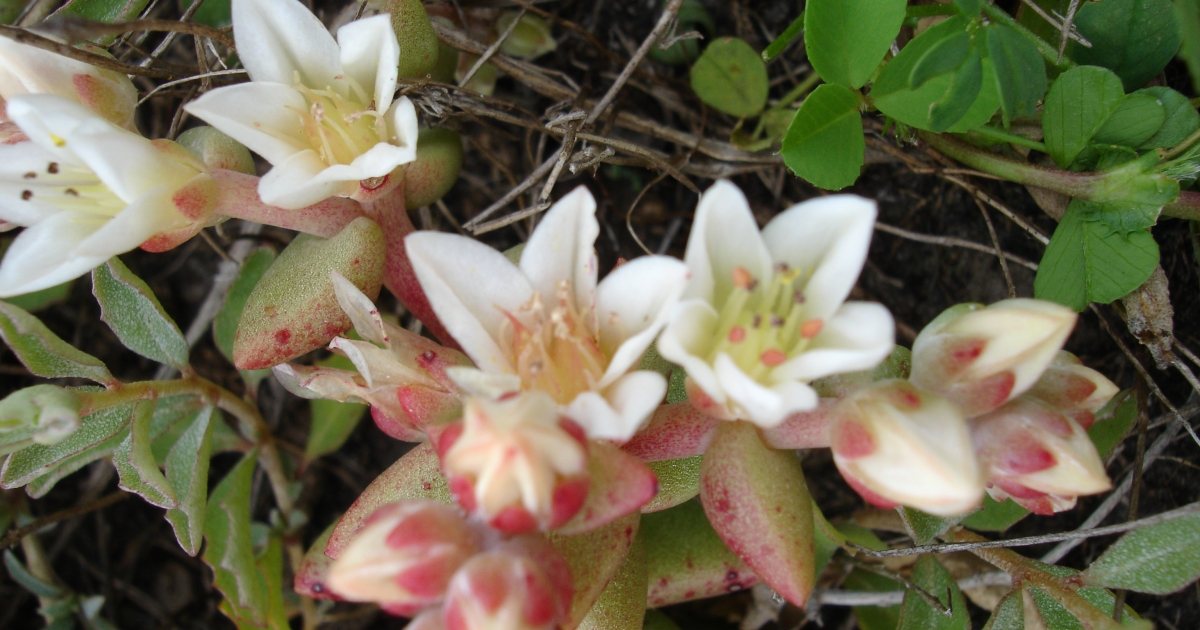 Santa Cruz Island Dudleya Dudleya nesiotica U.S. Fish